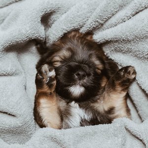 Dog Sleep Dreams 的头像
