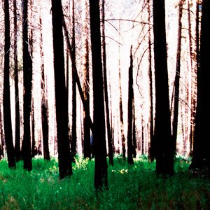 Inside The Trees + Driftwood