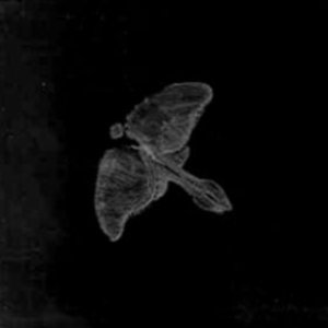 Moth Masque