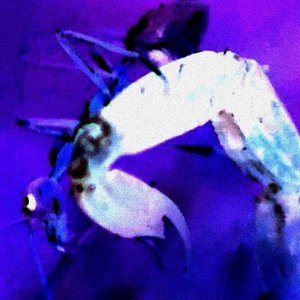 Avatar for Galgenaugen