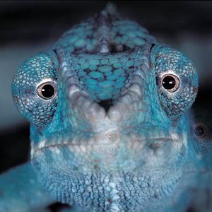 Chameleon look 的头像