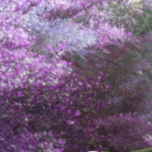 Garden of Lotus 的头像