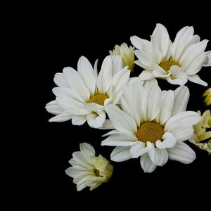 Avatar for Blue Sketch