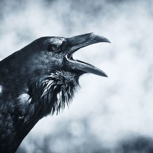 Raven F. のアバター