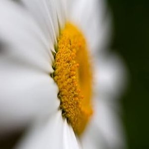 Questa Voce (Anteprima)