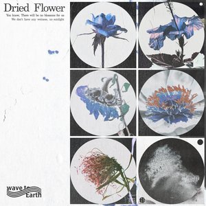 dried flower - Single