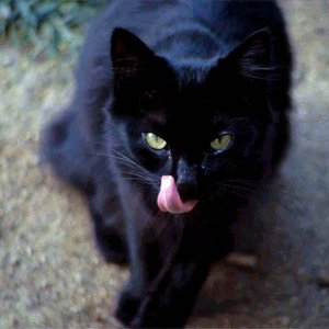 Blackkat 的头像