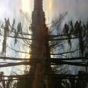 Dragonleaf Tea Party