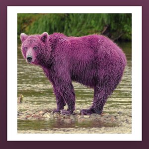 Pink Bear