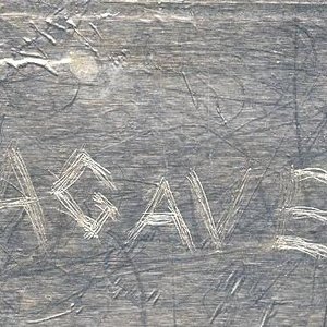 Avatar for Agave