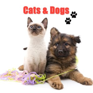 Cats & Dogs 的头像