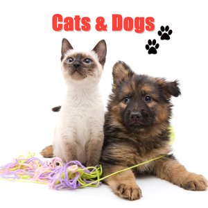 Аватар для Cats & Dogs