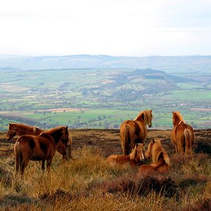 Wenlock Edge (Excerpts 3&4)