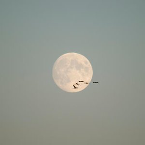 Lunar Aviary