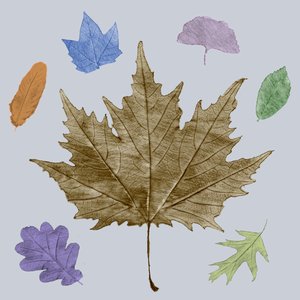 Fallen leaves