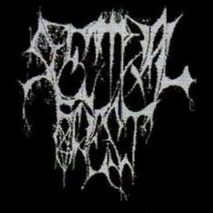 Avatar for Spectral Forest