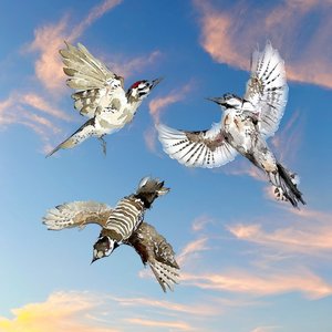 Shoulder Blades - Single