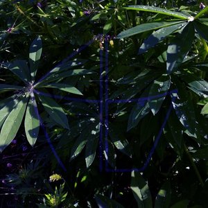 New Breed - Single