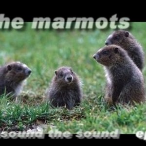 themarmots 的头像
