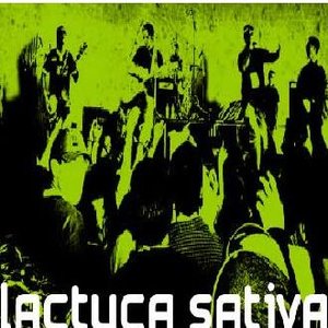 Avatar for Lactuca Sativa