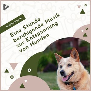 Eine Stunde beruhigende Musik zur Entspannung von Hunden