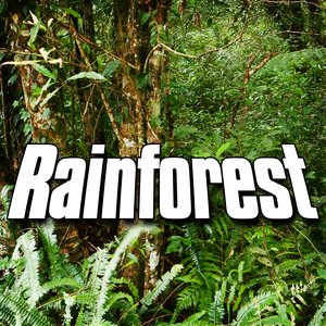 Rainforest (Nature Sound)