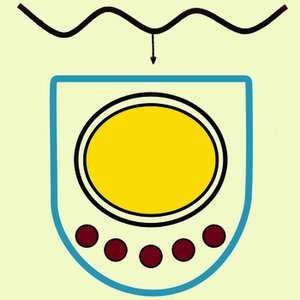 Spirochaete