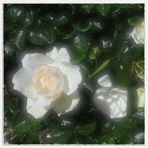 Princess of Wales Roses - Single