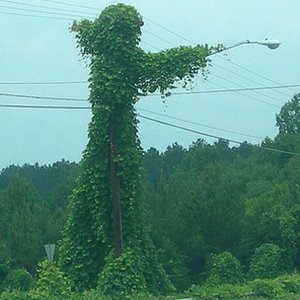 Soft Weed Factor 的头像