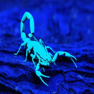 Scorpion - Single