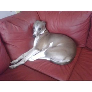 The Living Room Tapes, Vol. 1 - EP