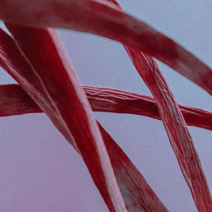 О Рыбах И Птицах
