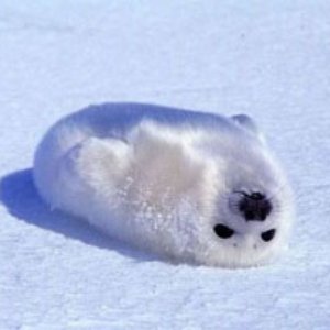 Snowcub 的头像