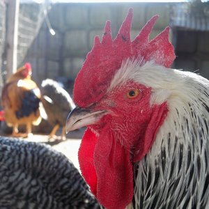 Chicken