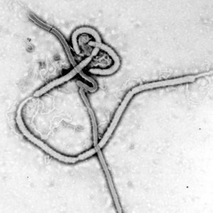 Avatar for Ebola Bop