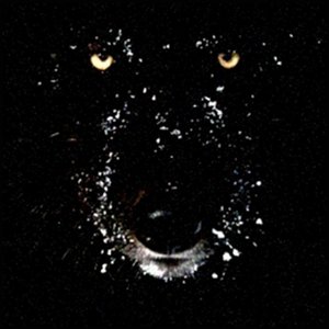 Macwolf 的头像