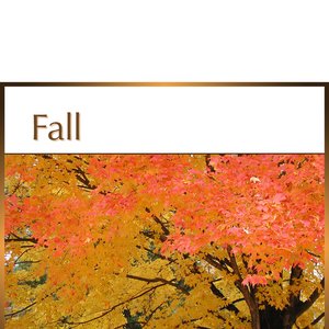 Fall