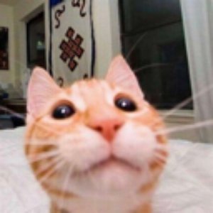 Mostercat 的头像