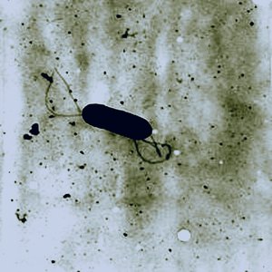 Listeria