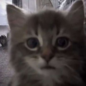 Avatar for Lil Meatßeater