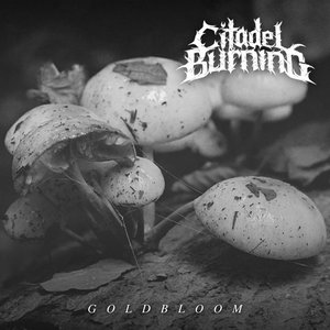 Goldbloom