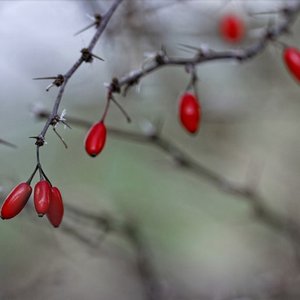Bitter-Suss için avatar