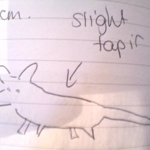 Slight Tapir 的头像