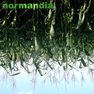 Image for 'normandia'