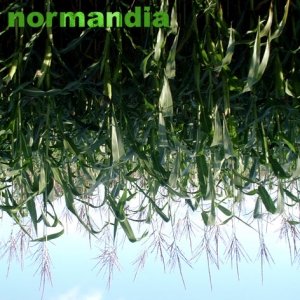 Immagine per 'normandia'