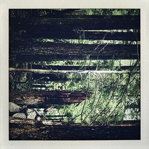 Something In The Trees