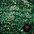 Moses Gunn Collective