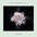 Zedd - The Middle