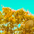 52351de9310454a53351725b8f079739