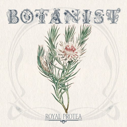 Royal Protea